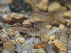 Caridina serrata