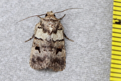 Thoracolopha flexirena