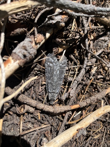 iNaturalist observation photo of Crackling Forest Grasshopper