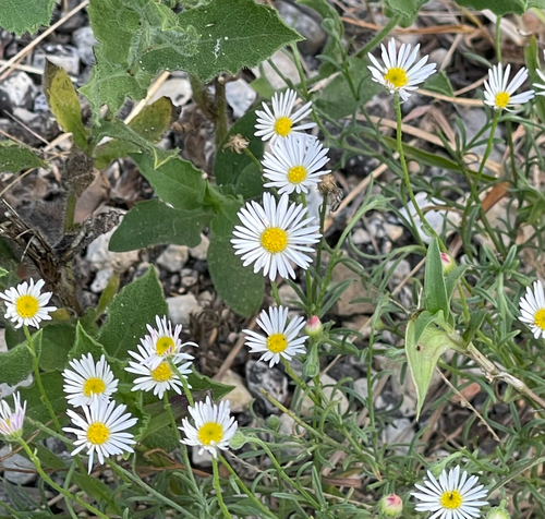 Plains fleabane
