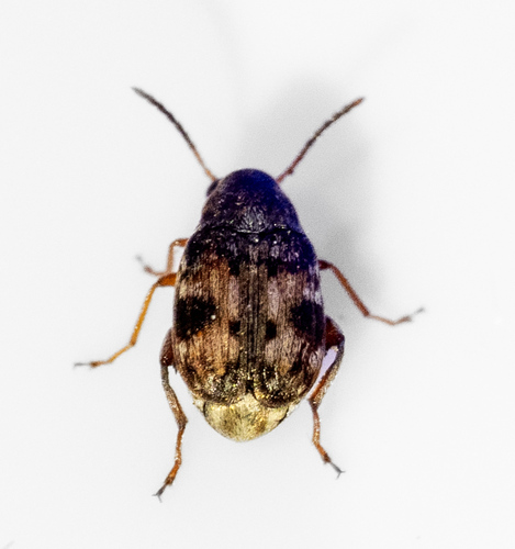 Acanthoscelides