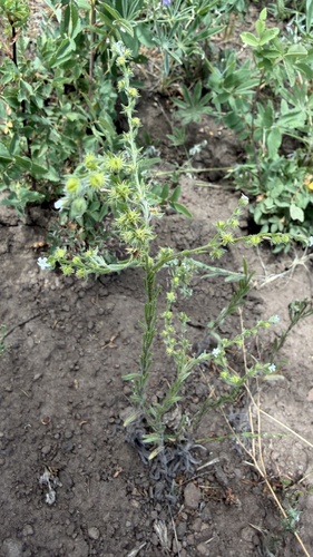 Flatspine Stickseed