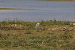 Ardea cinerea