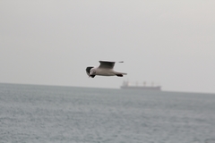 Chroicocephalus ridibundus