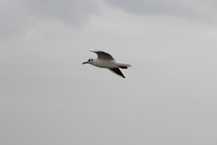 Chroicocephalus ridibundus