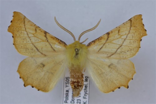 Canary-shouldered Thorn