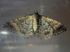 Chrysolarentia gypsomela
