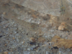 Caridina cantonensis