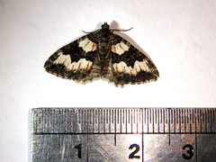 Chrysolarentia gypsomela