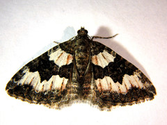 Chrysolarentia gypsomela