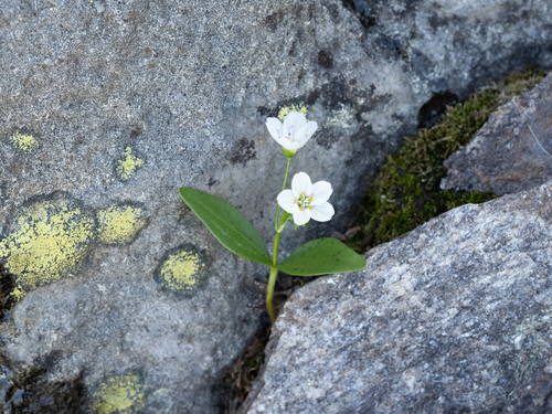 Claytonia caroliniana, 2026-07-17