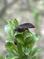 Empis borealis