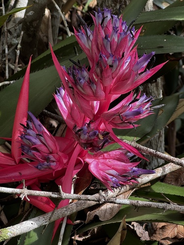 Aechmea macrochlamys