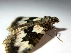 Chrysolarentia gypsomela