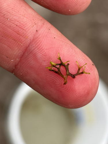 iNaturalist observation photo of Floating Crystalwort