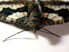Chrysolarentia gypsomela