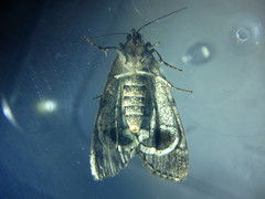 Smyriodes trigramma