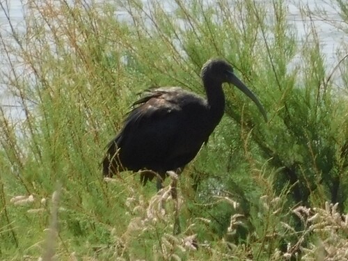 iNaturalist: (c) Tyler Busby, some rights reserved (CC BY-NC), uploaded by Tyler Busby iNaturalist image