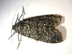 Smyriodes trigramma