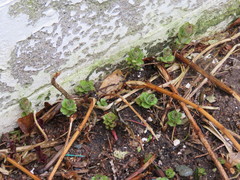 Lysimachia vulgaris
