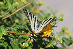 Iphiclides podalirius