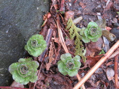 Lysimachia vulgaris