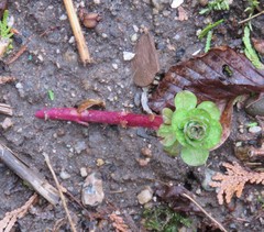 Lysimachia vulgaris