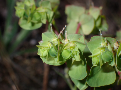 Euphorbia peplus observed 2026-07-25