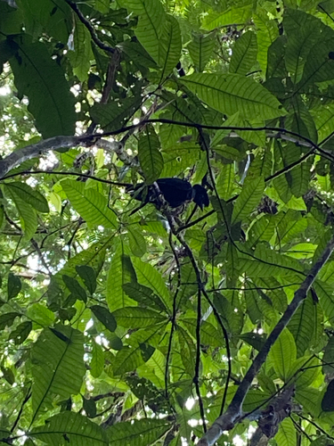 Bare-necked Umbrellabird (Cephalopterus glabricollis), photo 1