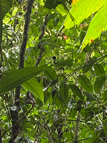 Bare-necked Umbrellabird (Cephalopterus glabricollis), photo 5