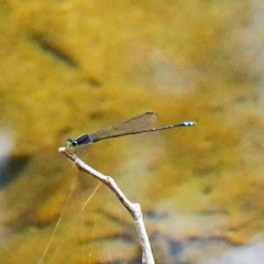 Pseudagrion indicum