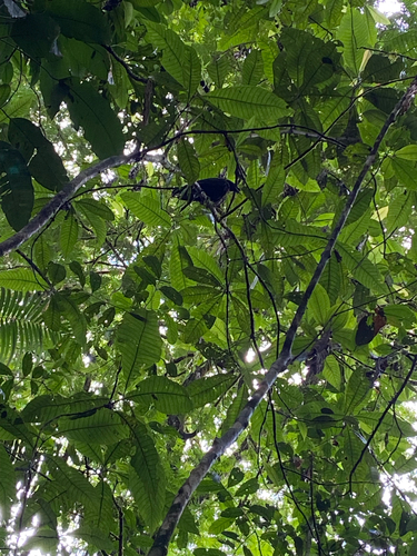 Bare-necked Umbrellabird (Cephalopterus glabricollis), photo 2