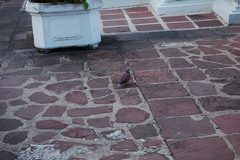 Streptopelia tranquebarica