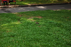 Gracupica nigricollis