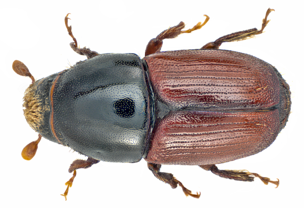 Large Elm Bark Beetle