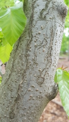 Zimmermannia liebwerdella