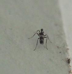 Tachydromia annulimana