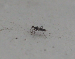Tachydromia annulimana