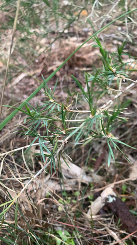 Acanthocarpus preissii (Acanthocarpus preissii)