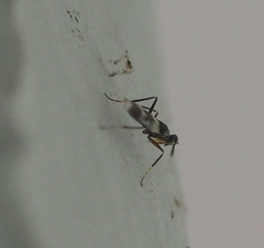 Tachydromia annulimana