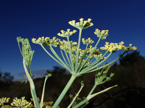 Foeniculum vulgare observed 2026-07-25