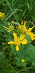 Hypericum ascyron
