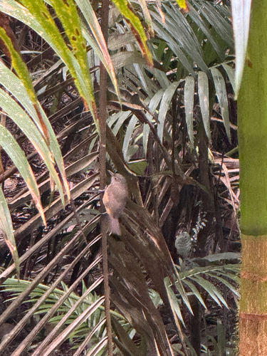 Little Shrikethrush