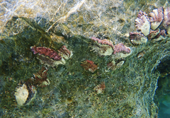 Saccostrea cuccullata