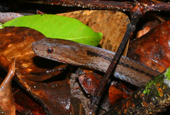 Aspidomorphus lineaticollis