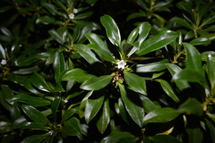Myoporum aff insulare × laetum