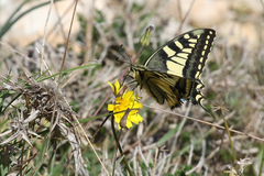 Papilio machaon melitensis