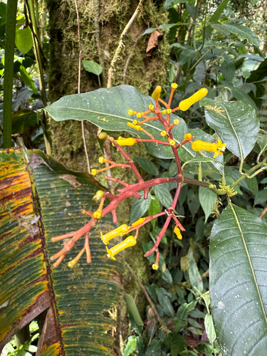 Palicourea padifolia, photograph 3