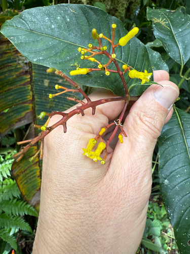 Palicourea padifolia, photograph 4