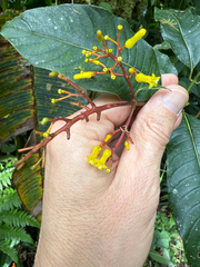 author not stated, no rights reserved Palicourea padifolia, photograph author not stated, no rights reserved